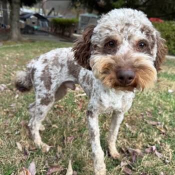 Rescue Poodle Dogs for Adoption in Latrobe, Pennsylvania - Mr. Mackey | PetCurious