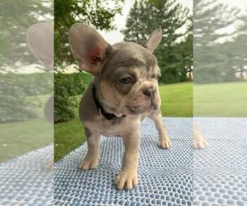 Skye -  French Bulldog Dog for Adoption in West Caldwell, New Jersey - Skye | PetCurious