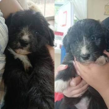 Crackle -  Mixed Breed Dog for Adoption in Hobart, Indiana - Crackle | PetCurious