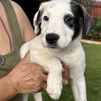 Rescue Belgian Shepherd Malinois Dogs for Adoption in Williston, Vermont - Bailey | PetCurious