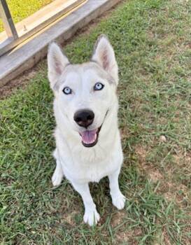 Rescue Siberian Husky and Mixed Breed Dogs for Adoption in Cumming, Georgia - Kokomo 1246-25 | PetCurious