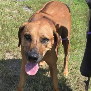 Rosey -  Rhodesian Ridgeback Dog for Adoption in Houston, Texas - Rosey | PetCurious