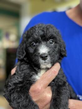 Lizzy -  Labradoodle and Border Collie Dog for Adoption in Collingswood, New Jersey - Lizzy | PetCurious