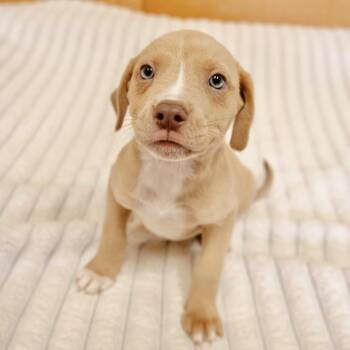 Labrador Retriever and Terrier Dogs Available for Adoption in Valparaiso, Indiana - Hoover | PetCurious