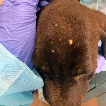Dharma -  Mixed Breed Dog for Adoption in Chattanooga, Tennessee - Dharma | PetCurious
