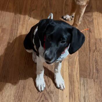 Biscuit -  Border Collie and Pointer Dog for Adoption in Raleigh, North Carolina - Biscuit | PetCurious