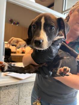 Mixed Breed Dogs Available for Adoption in Bossier City, Louisiana - Paul | PetCurious