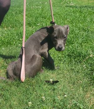 Richard -  Labrador Retriever Dog for Adoption in Little Rock, Arkansas - Richard | PetCurious