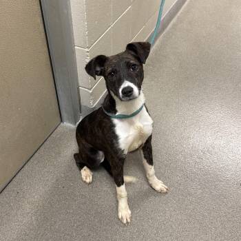 Terrier Dogs Available for Adoption in Kearney, Nebraska - Koai  | PetCurious