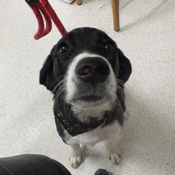 Eris -  Black Labrador Retriever and Border Collie Dog for Adoption in Binghamton, New York - Eris | PetCurious