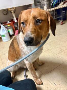 Beagle and Mixed Breed Dogs Available for Adoption in Chillicothe, Ohio - Postal Worker | PetCurious