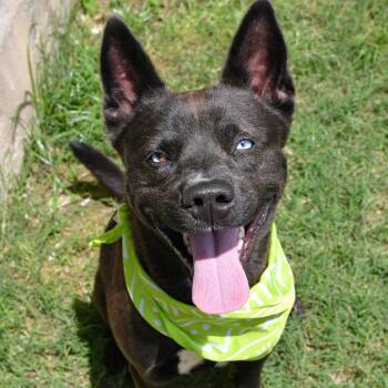 Chow Chow Dogs Available for Adoption in Beaumont, Texas - Nebula | PetCurious