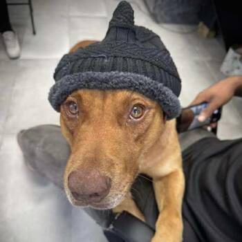 Rescue Labrador Retriever and Vizsla Dogs for Adoption in Kaufman, Texas - CARWASH BUDDY | PetCurious