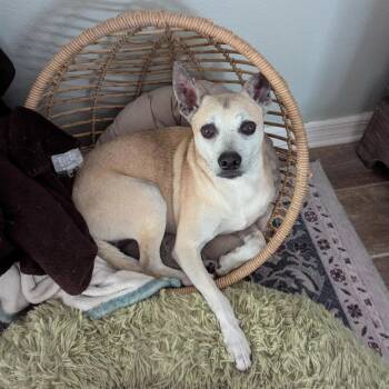 Rescue Dachshund Dogs for Adoption in PT CHARLOTTE, Florida - Leary | PetCurious