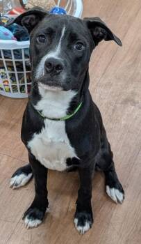 Gustav -  Mixed Breed Dog for Adoption in Savannah, Georgia - Gustav | PetCurious