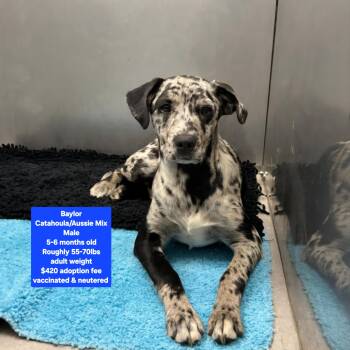 Catahoula Leopard Dog Dogs Available for Adoption - Baylor  | PetCurious