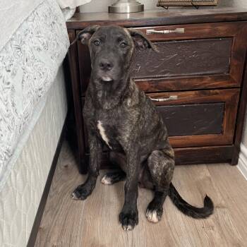 Perfect Gaia -  Mastiff and Labrador Retriever Dog for Adoption in Burlington, North Carolina - Perfect Gaia | PetCurious