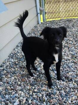 Sylvester -  Mixed Breed Dog for Adoption in Grand Forks, North Dakota - Sylvester | PetCurious