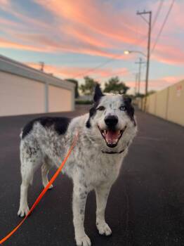 Rescue Siberian Husky and Border Collie Dogs for Adoption in West Hollywood, California - Mylo | PetCurious
