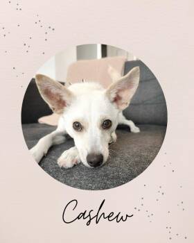 Chihuahua and Terrier Dogs Available for Adoption in Coquitlam, British Columbia - CASHEW | PetCurious