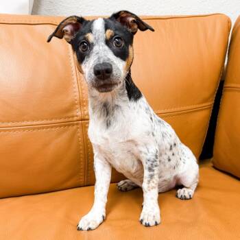 1114 (2026) Sylvia -  Australian Cattle Dog Blue Heeler and Jack Russell Terrier Dog for Adoption in Parker, Colorado - 1114 (2026) Sylvia | PetCurious