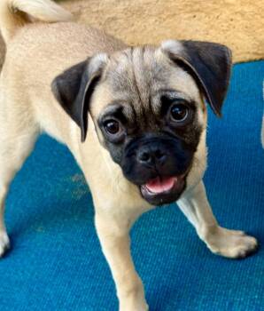 Bobby -  Mixed Breed Dog for Adoption in Thousand Oaks, California - Bobby | PetCurious