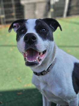Jack Russell Terrier and Terrier Dogs Available for Adoption - Dot | PetCurious