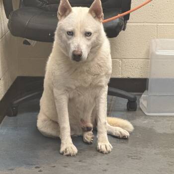 Rescue Mixed Breed Dogs for Adoption in Memphis, Tennessee - Lobo | PetCurious