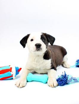 Siberian Husky and Rat Terrier Dogs Available for Adoption in Morton Grove, Illinois - Little Foot | PetCurious