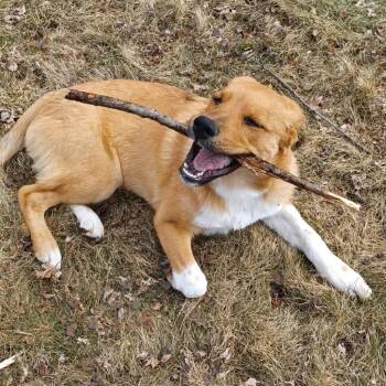 Mixed Breed Dogs Available for Adoption in Buffalo, Minnesota - Pixel | PetCurious