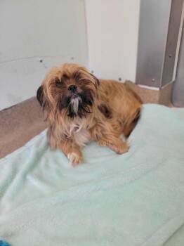 Rescue Shih Tzu and Yorkshire Terrier Dogs for Adoption in Chambersburg, Pennsylvania - Ella | PetCurious