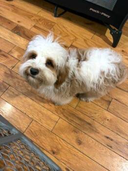 Reggie -  Havanese Dog for Adoption in Bedford Hills, New York - Reggie | PetCurious