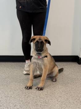 Merv -  Shepherd Dog for Adoption in Chicago, Illinois - Merv | PetCurious
