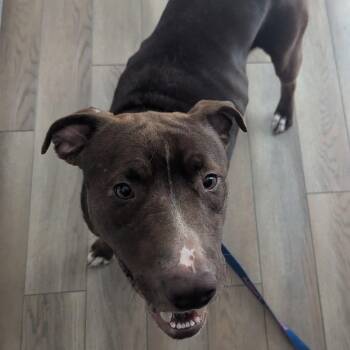 Rescue Labrador Retriever and Pit Bull Terrier Dogs for Adoption in Racine, Wisconsin - Brown-ee | PetCurious