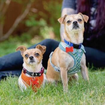 Tia & Tito -  Chihuahua and Jack Russell Terrier Dog for Adoption in Boulder, Colorado - Tia & Tito | PetCurious