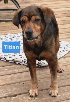 Titan -  Hound and Mixed Breed Dog for Adoption in Clinton, Missouri - Titan | PetCurious