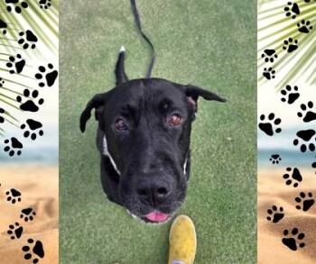 Bojingles -  Mastiff and Labrador Retriever Dog for Adoption in Fresno, California - Bojingles | PetCurious
