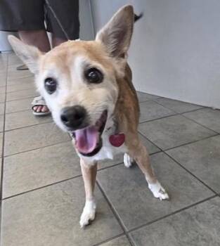 Rescue Chihuahua Dogs for Adoption in San Antonio, Texas - SAM | PetCurious