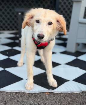 Monty -  Golden Retriever and Mixed Breed Dog for Adoption in Savage, Minnesota - Monty | PetCurious