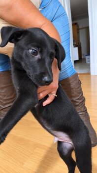 JUSTIN -  Mixed Breed Dog for Adoption in Harlingen, Texas - JUSTIN | PetCurious