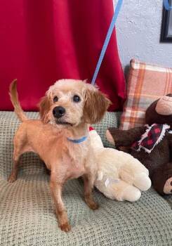 Storm -  Yorkshire Terrier and Poodle Dog for Adoption in Fort Worth, Texas - Storm | PetCurious