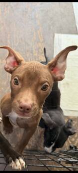 Rescue Pit Bull Terrier Dogs for Adoption in Lewis Center, Ohio - Archie (Oogie Boogie) | PetCurious