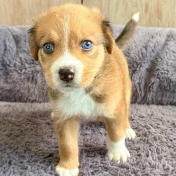 Rescue Labrador Retriever Dogs for Adoption in Warwick, Rhode Island - BUTTERCUP-Local | PetCurious