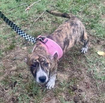 Dawn -  Terrier and Pit Bull Terrier Dog for Adoption in Annapolis, Maryland - Dawn | PetCurious