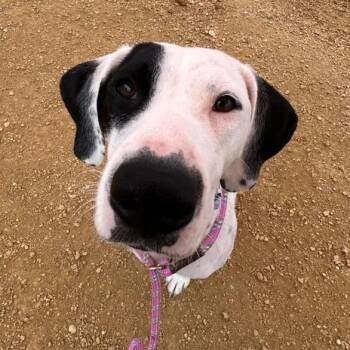 Mixed Breed Dogs Available for Adoption in Bentonville, Arkansas - Winifred | PetCurious