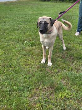 Zoey -  Anatolian Shepherd Dog for Adoption in Lunenburg, Vermont - Zoey | PetCurious