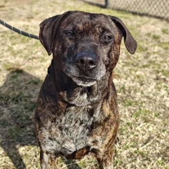 Pit Bull Terrier Dogs Available for Adoption - KB | PetCurious