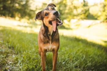 Tate -  Mixed Breed Dog for Adoption in Gradyville, Kentucky - Tate | PetCurious
