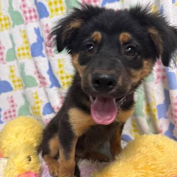 Mixed Breed Dogs Available for Adoption in Loxahatchee Groves, Florida - Fuz 2511 | PetCurious