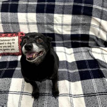 Wilfred -  Chihuahua Dog for Adoption in Donalsonville, Georgia - Wilfred | PetCurious